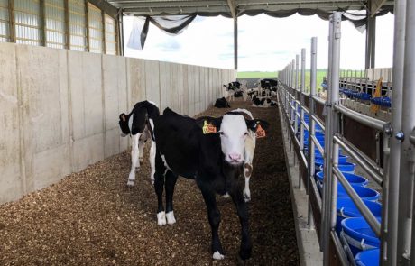 gvanbeekenzn_calfcaresystem_projecten_Sunshinedairyfarm_calves