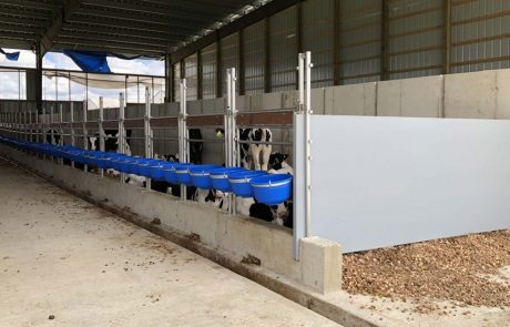 gvanbeekenzn_calfcaresystem_projecten_Sunshinedairyfarm_calves