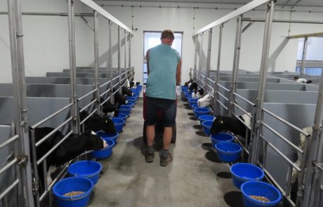 g van beek en zn calf care system Anker Cattle Alberta calves